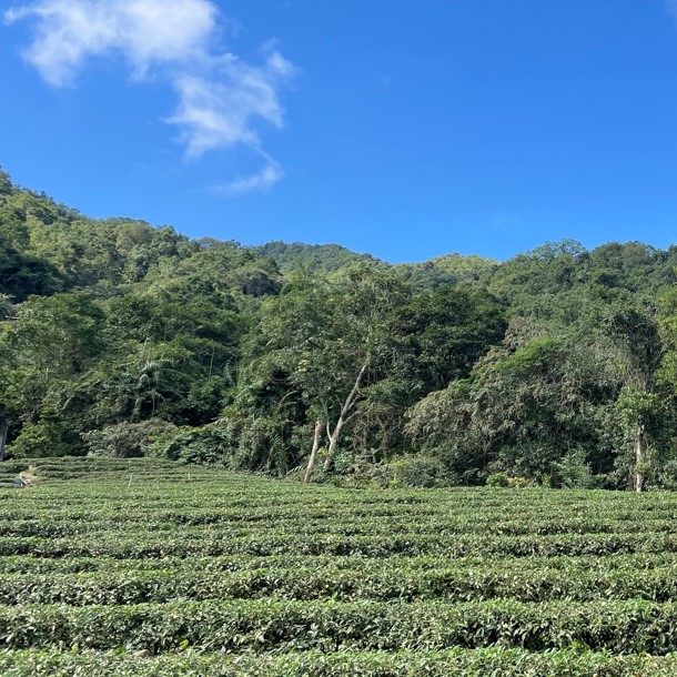 東成茶葉