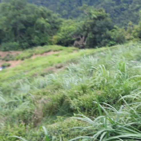 東成茶葉