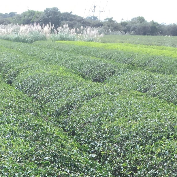 吉璞茶莊