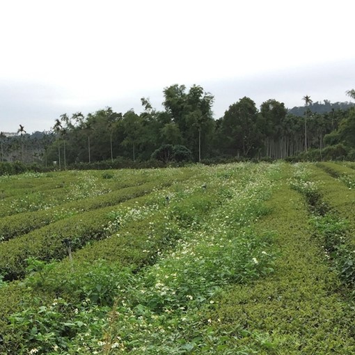 洺盛農場生態茶園
