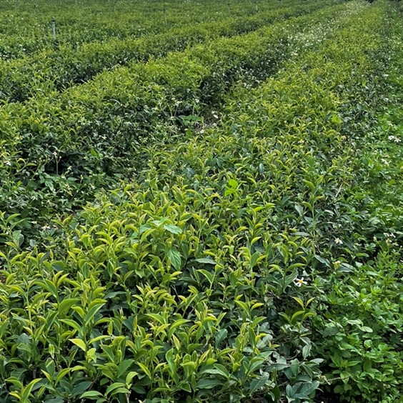洺盛農場生態茶園