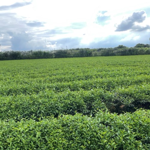 洺盛農場生態茶園