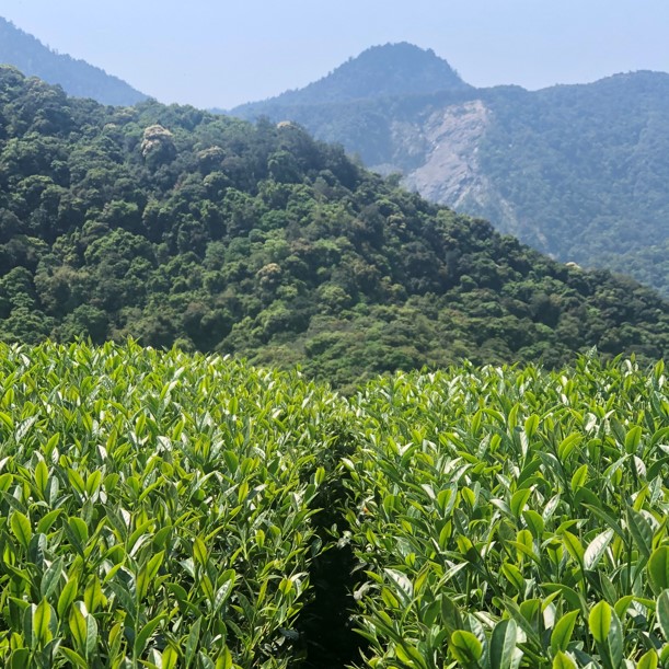 茶半解農場