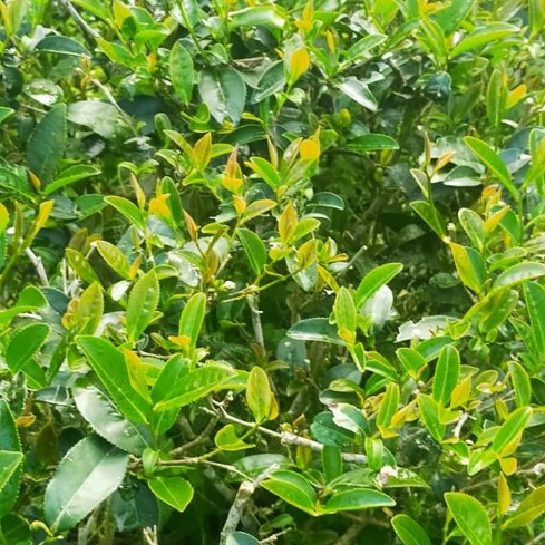 三星山有機茶園(已更名為草茶趣)