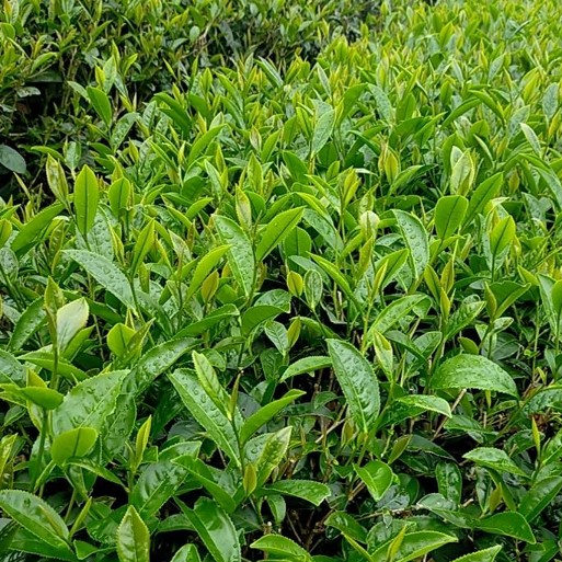 三星山有機茶園(已更名為草茶趣)