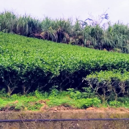 三星山有機茶園(已更名為草茶趣)