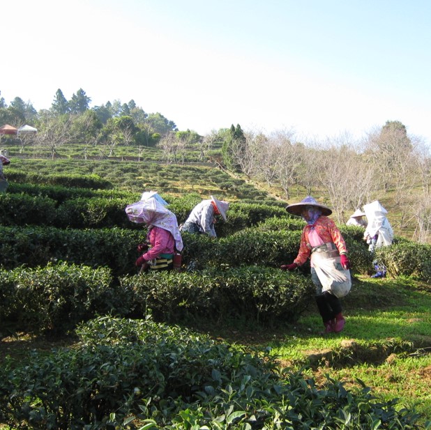 臺大實驗林鳳凰茶園