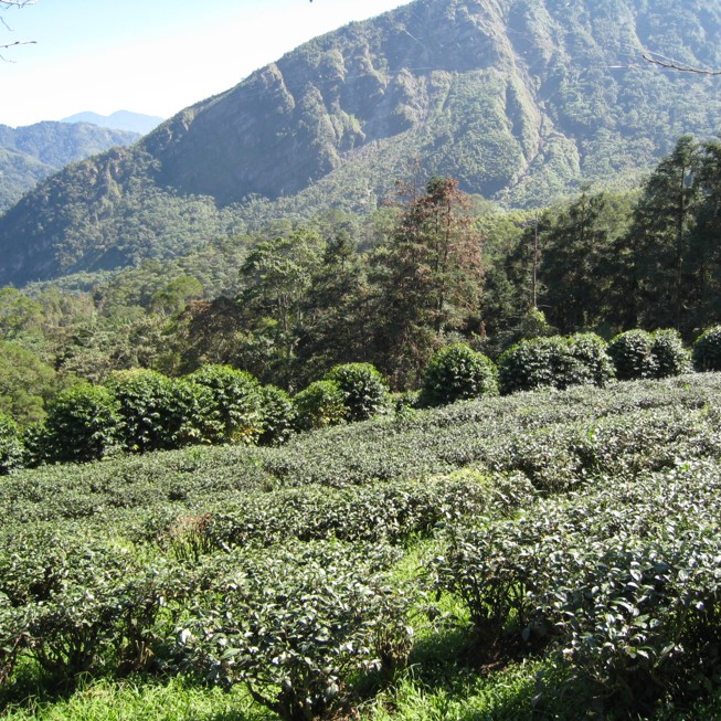 臺大實驗林鳳凰茶園