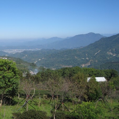 臺大實驗林鳳凰茶園