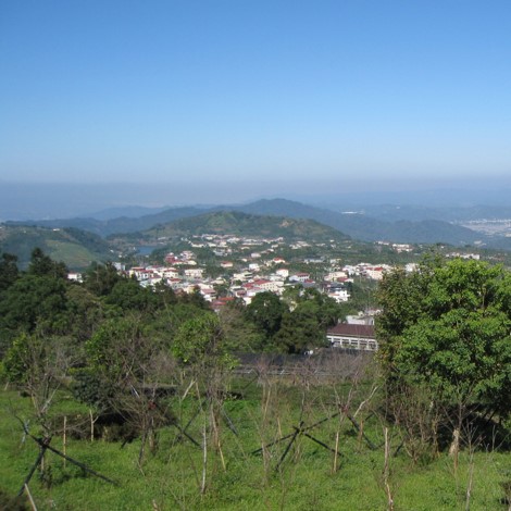 臺大實驗林鳳凰茶園