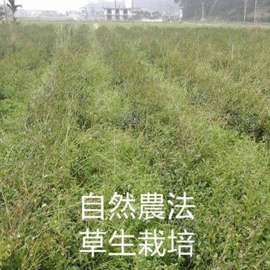 五峰茗茶