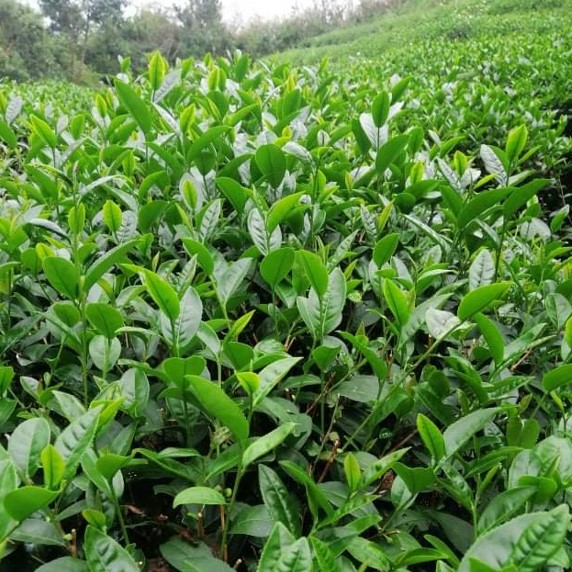 五峰茗茶
