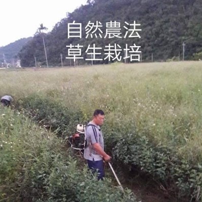 五峰茗茶