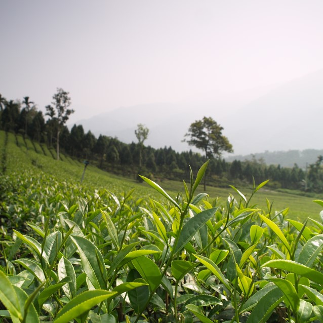 歡喜地生態有機茶園