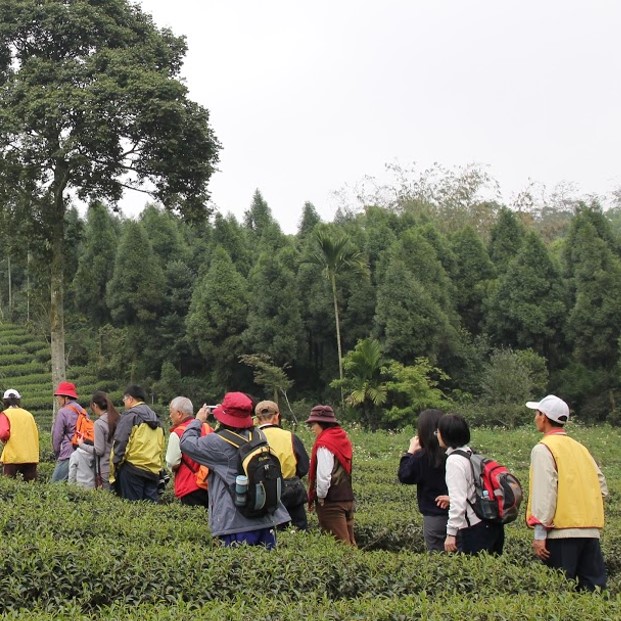 歡喜地生態有機茶園