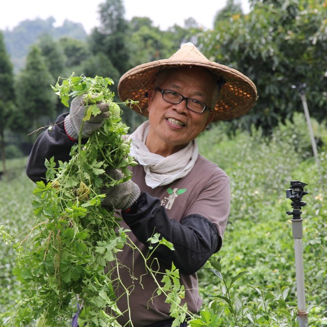 歡喜地生態有機茶園