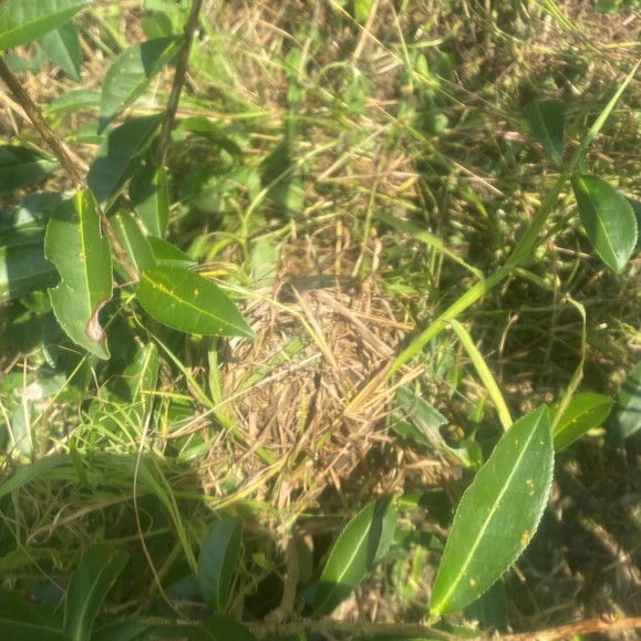 一品茶葉