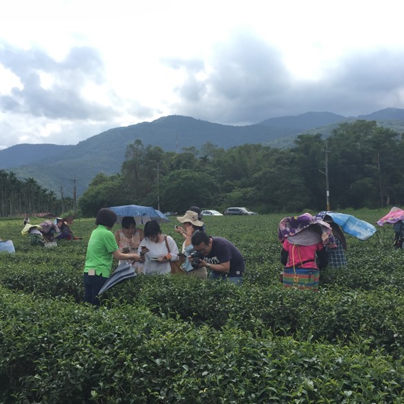 舞間茶心