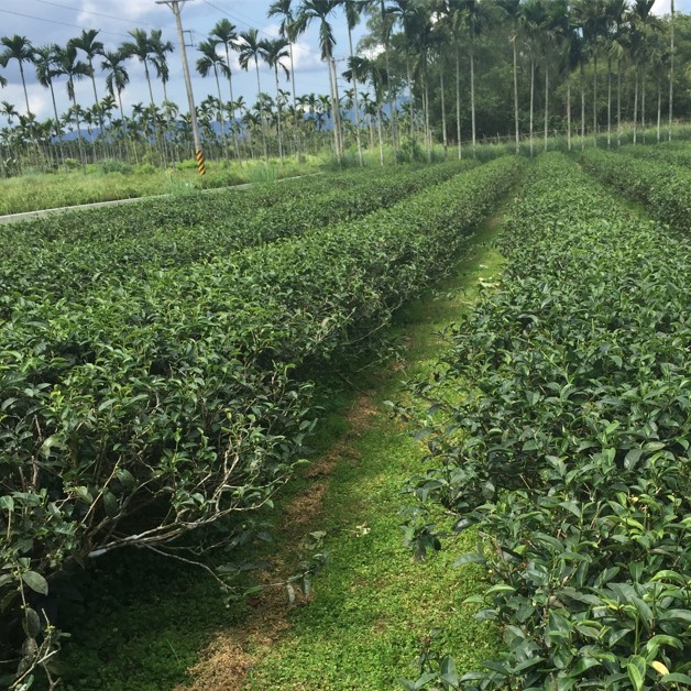 舞間茶心