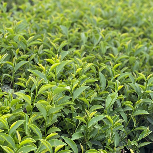 源記新茶業有限公司