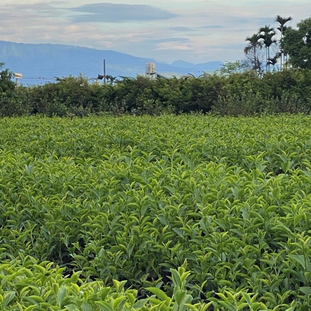 源記新茶業有限公司