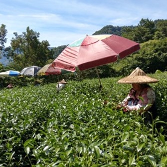 良昇生態茶作