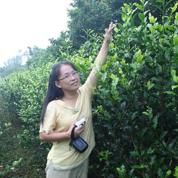 大地義工有機茶園