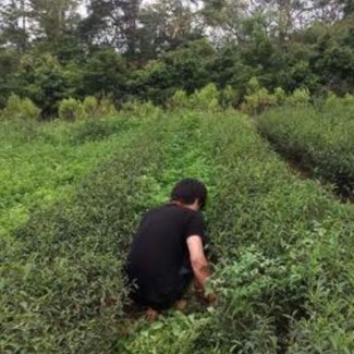生生茶業有限公司