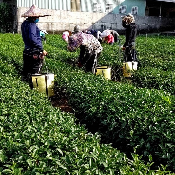 村野自然生態茶園