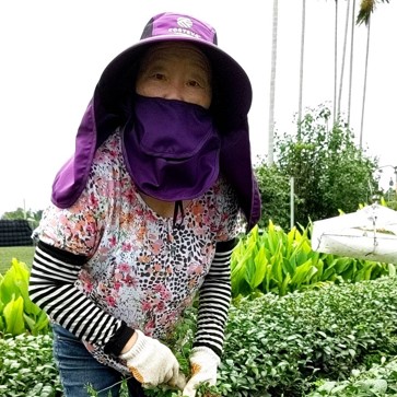 村野自然生態茶園