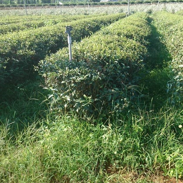 村野自然生態茶園
