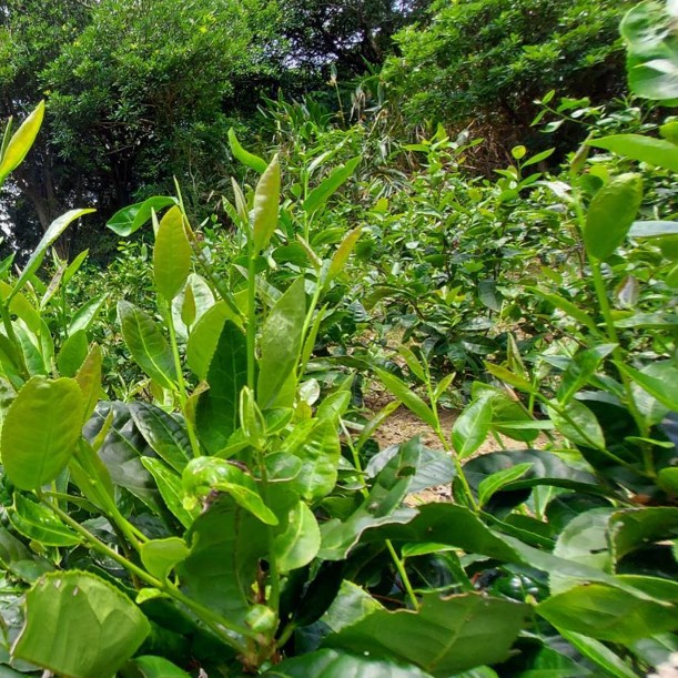 箴品茶研