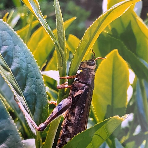 以琳茶園