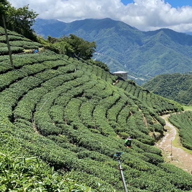 以琳茶園