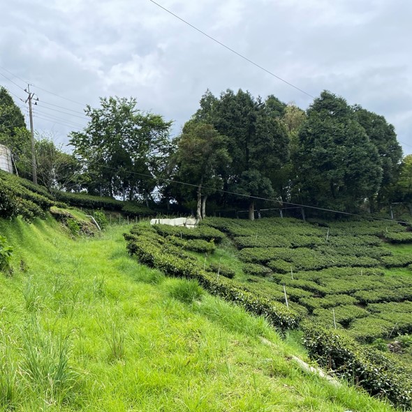 以琳茶園
