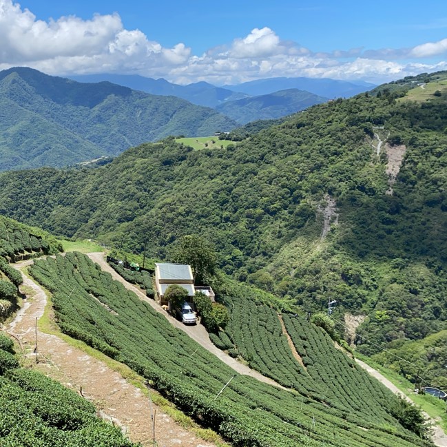 以琳茶園