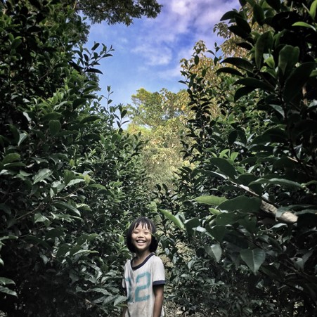 正福茶園