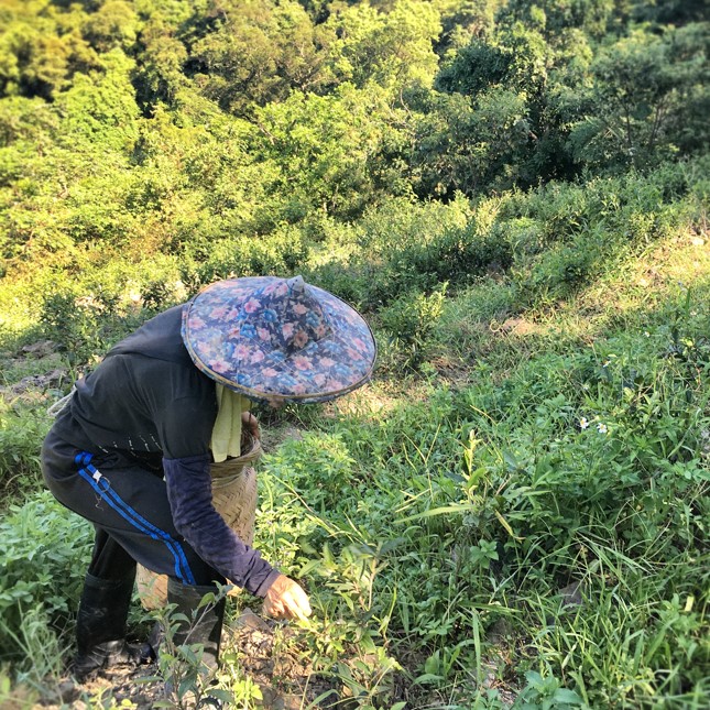 正福茶園