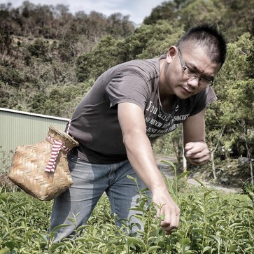 正福茶園