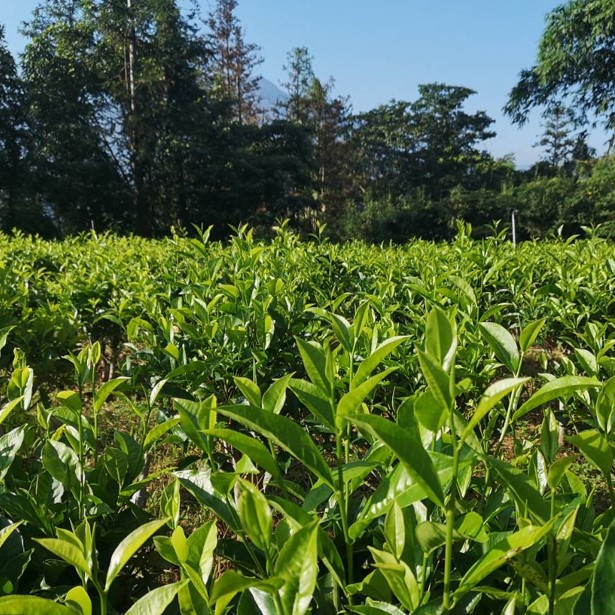 湧香製茶X鐵塔有機