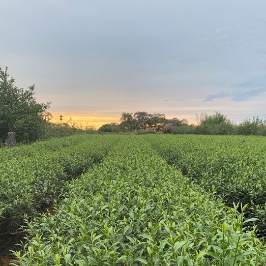 鼎嘉有機茶園