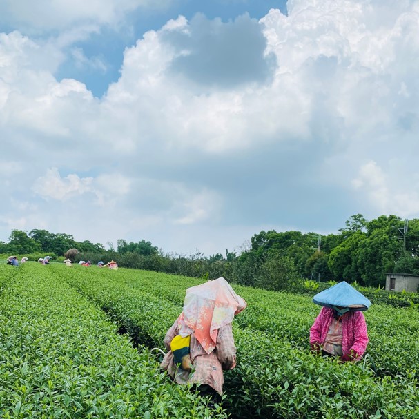 鼎嘉有機茶園