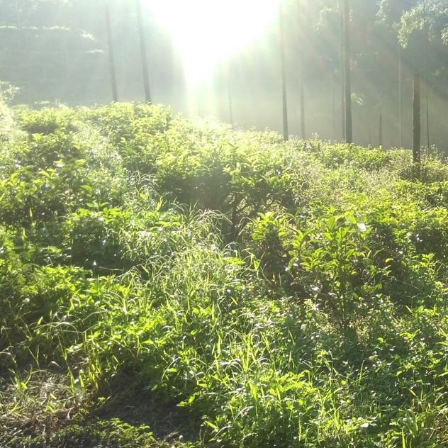 樹德園