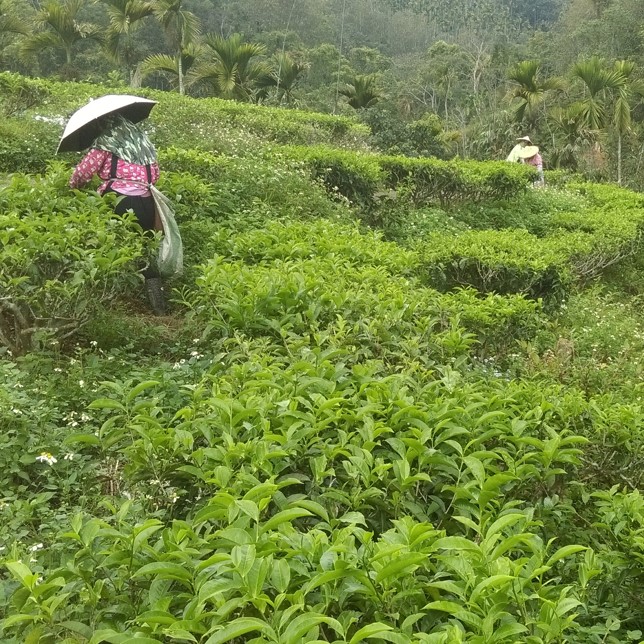 樹德園