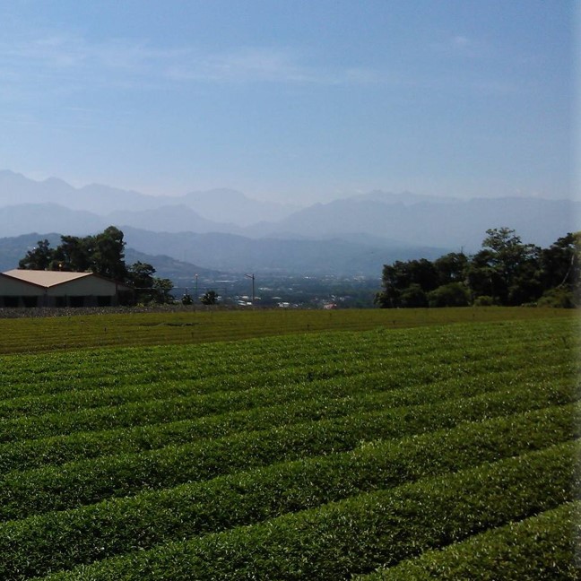 松本茶
