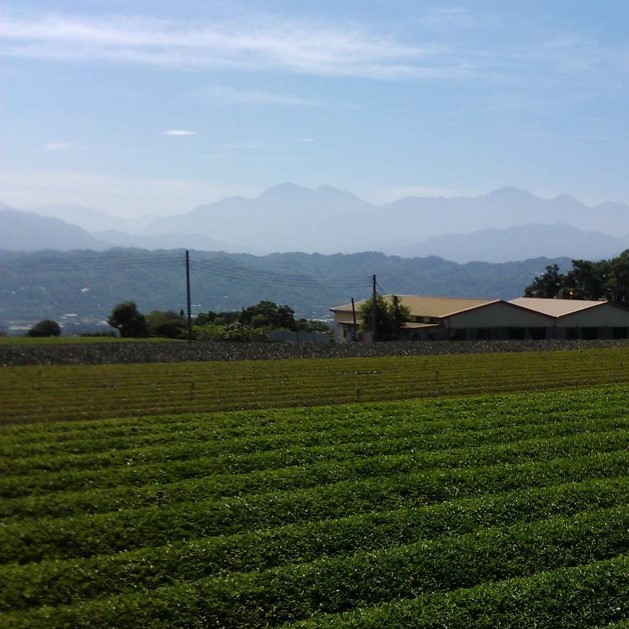 松本茶