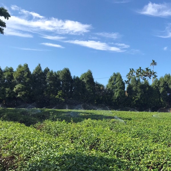 松茗自然生態茶園