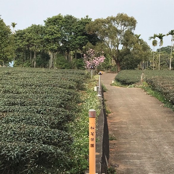 松茗自然生態茶園
