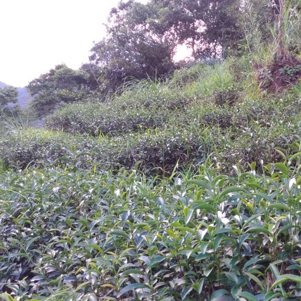 青心茗坊