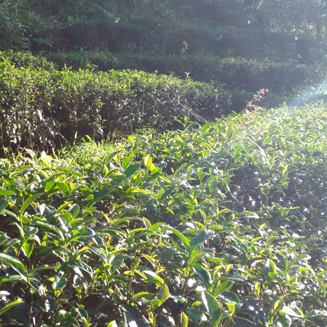 青心茗坊